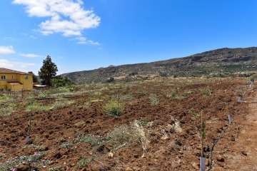 Plantación de 4.400 almendreros, nogales, higueras y olivos en Valsequillo (Foto TA)